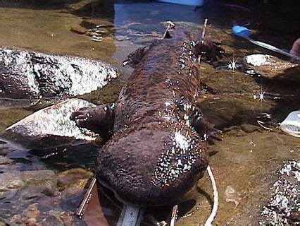 The Giant River Salamander Is Mainly Found In Japan But Was Rampantly