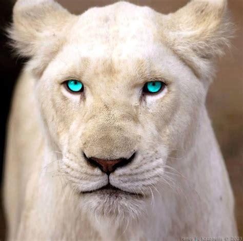 Leão Branco Lindo