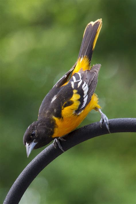 1280x720 Resolution Black Yellow And White Bird Baltimore Oriole