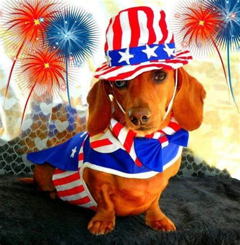 Happy 4th Patriotic Pets Dachshund Love Pet Holiday