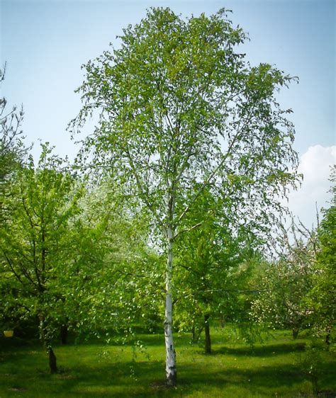 European White Birch Trees For Sale The Tree Center