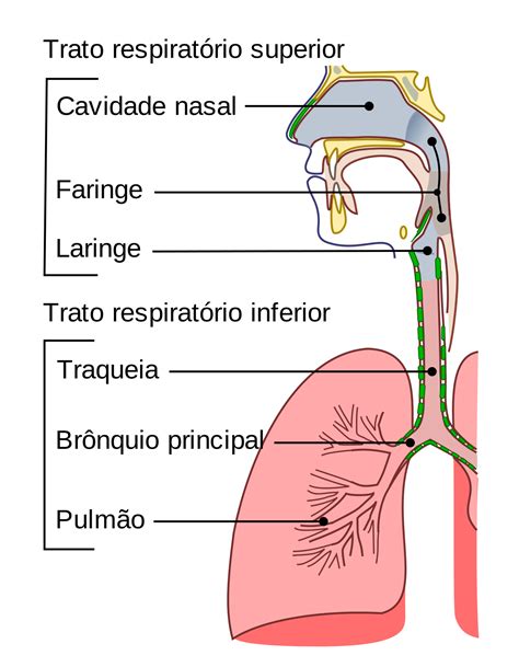 Sistema Respirat Rio Wikip Dia A Enciclop Dia Livre