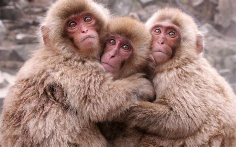 Japanese Macaques Wallpapers And Images Wallpapers Pictures Photos