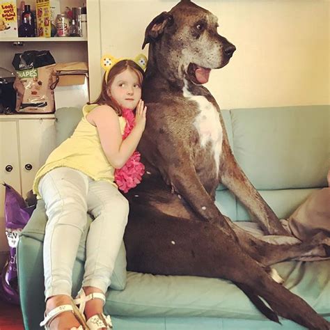 Meet Freddy The Biggest Dog In The World Pet Radio Magazine