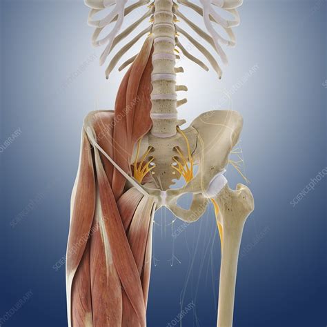The anatomical regions (shown) compartmentalize the human body. Lower body anatomy, artwork - Stock Image - C014/5565 - Science Photo Library