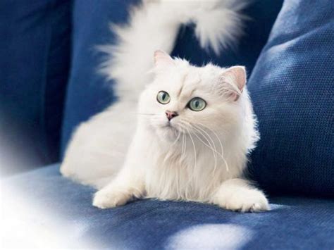 Images For Beautiful White Cute Cat Pictures Photos
