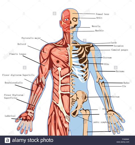 By ross toro, infographics artist). Human Organs Infographic Stockfotos & Human Organs ...