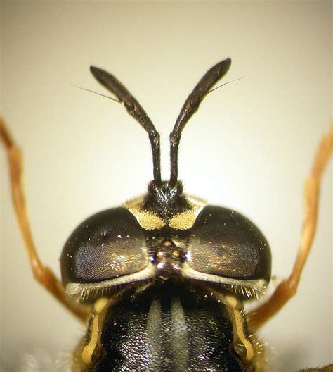 Chrysotoxum Verralli Female Head Woodbastwick Fen Norfol… Flickr