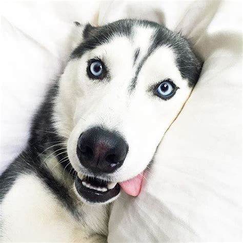 Featuring Huskies And Malamutes On Instagram My Mood Rn Owner
