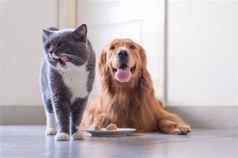 British Shorthair Cat And Golden Retriever Stock Image Image Of Lying