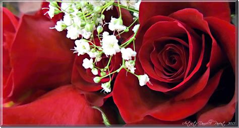 Red Roses With Babys Breath Photograph By Danielle Parent Fine Art