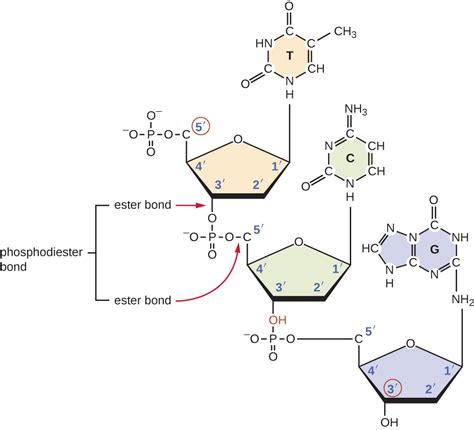 Nucleic Acids Types Structure Function And Definition