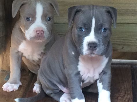Merle is a pattern that is defined often as darker splotches on a lighter primary color or pattern. American Pit Bull Terrier Puppies For Sale | Lamar County, AL #244313