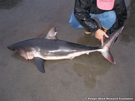 Salmon Sharks Shark Angels