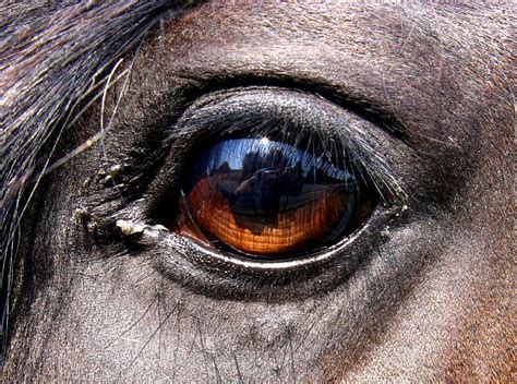 Horse Eye Aad Flickr