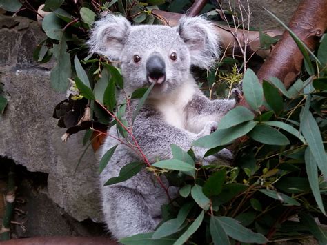 Read About This Koala Joeys Big Adventure At The Edinburgh Zoo Baby