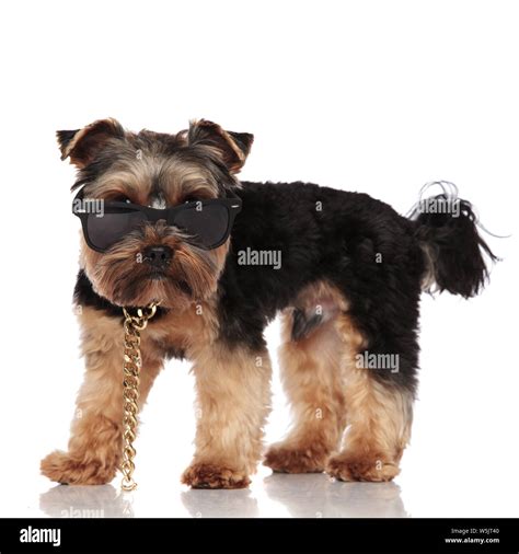 Side View Of Adorable Yorkie Wearing Sunglasses And Golden Necklace
