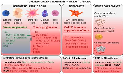 Immunotherapy In Breast Cancer Encyclopedia Mdpi