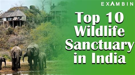 Wildlife Sanctuaries In India A Guide To Indias Natural Treasures