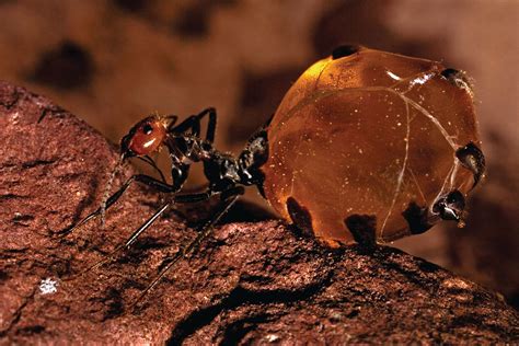 What Is A Honeypot Ant Bbc Science Focus Magazine