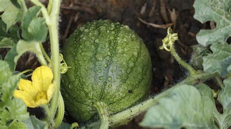 Growing Watermelons Vertically On A Trellis Fence Or A Chicken Coop