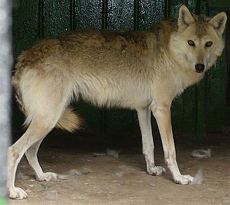 Wolf At Kishinev Zoo In Kishinev Moldova Photo From