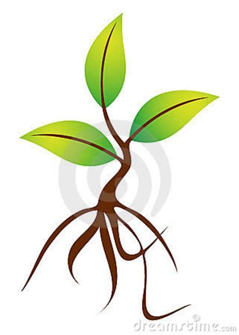 Plant With Roots Plants Tree Images Plant Roots