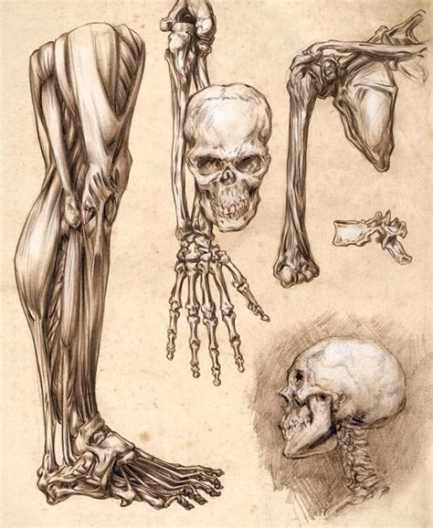 Anatomy Study Dibujo Anatomia Humana Anatomia Dibujo Arte De