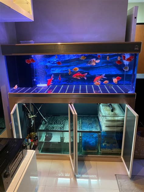 15 Best Fish Tanks Shops In Singapore 2022