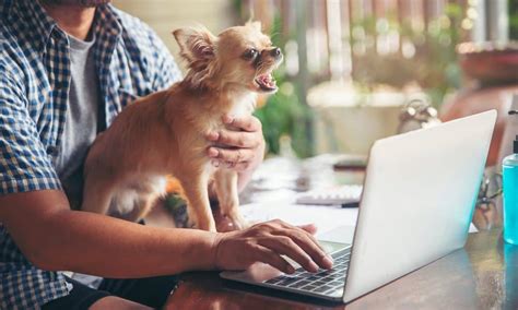 Working From Home With Dogs Video Call Etiquette For Pet Parents The
