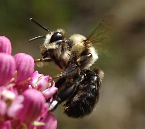 Abrupt Digger Bee Anthophora Abrupta Bugguidenet