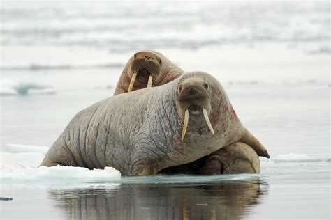 What Do We Know About The Atlantic Walrus Oceans North