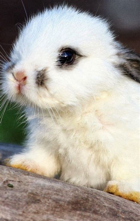 Bunny Therapy For A Sleepless Night Cute Animals Cute Baby Bunnies