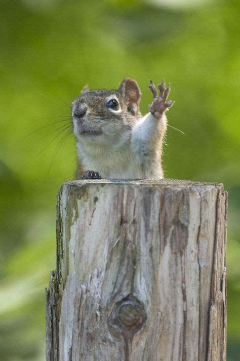 35 Best Oh Look A Squirrel Images On Pinterest Squirrels