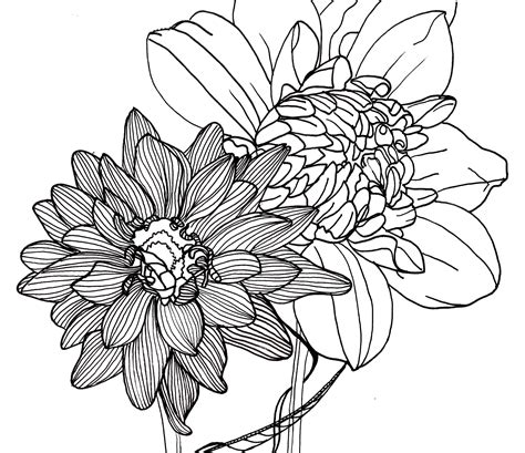 Line Drawing Flowers Dahlias Flower Line Drawings Pretty Flower Drawing Flower Drawing