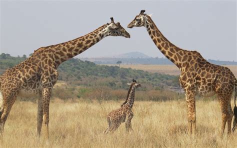 Why Do Giraffes Have Long Necks Natures Original Stretch Armstrong