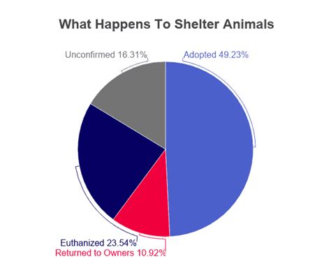 Animal Shelter Statistics 2021 Facts And Data By Year