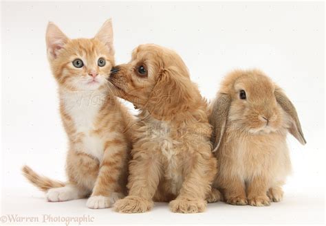 Pets: Ginger kitten with Cavapoo pup and Lop rabbit photo WP34174