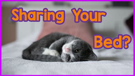 Should You Let Your Cat Sleep With You Pros And Cons Of Sleeping In