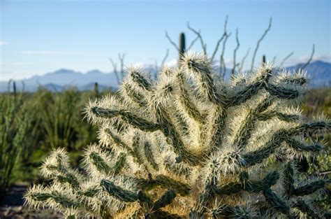 Park rangers suggested a number of possible backpacking routes, and i settled on two large trackless areas: Organ Pipe Cactus National Monument - Right Kind Of Lost