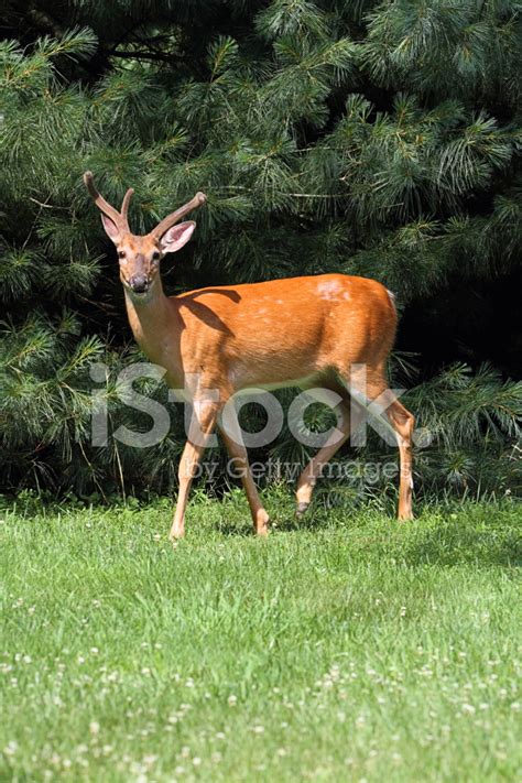 White Tailed Deer Buck Stock Photo Royalty Free Freeimages