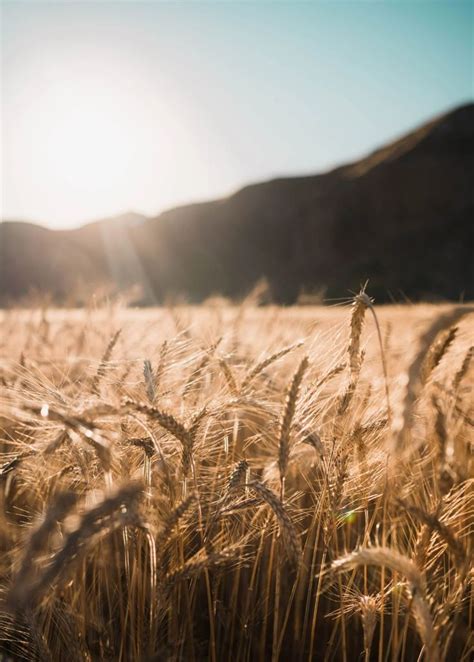 The Sun Shines Brightly Over A Field Of Ripening Wheat On A Sunny Day