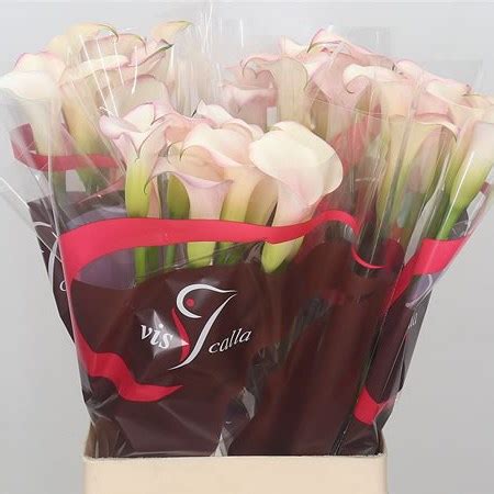 Calla Lily Brasilia 60cm Wholesale Dutch Flowers Florist Supplies UK