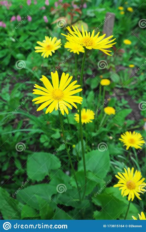 Beautiful Yellow Flowers Of Mountain Arnica Wild Flowers Stock Photo