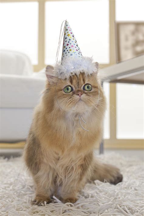 Cat With Party Hat 11 Explore Top Designs Created By The Very