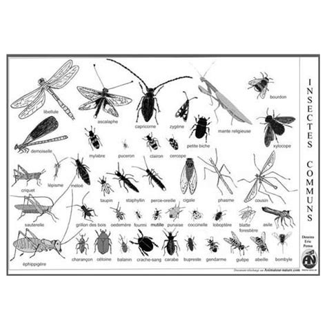 Télécharger La Planche Reconnaître Les Insectes Communs Insectes