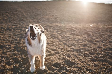 Images Australian Shepherd Dog Roar Sand Animals