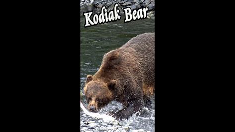 🐻 Kodiak Bear Catching And Eating Salmon 🐟 Shorts Youtube