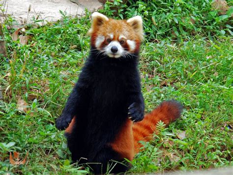 Letters Red Pandas Endangered The Himalayan Times