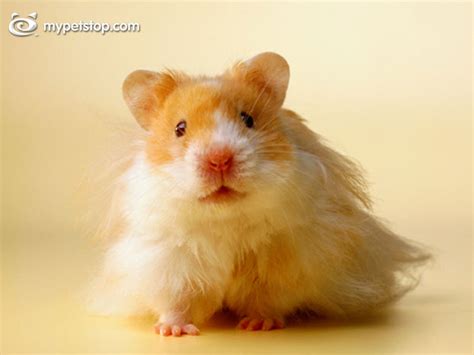 My Free Wallpapers Nature Wallpaper Hamster